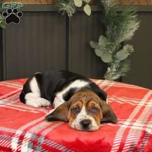 Sophie, Basset Hound Puppy